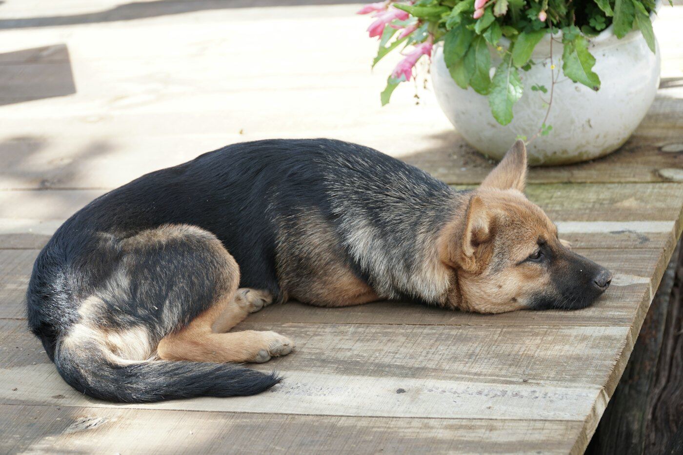 Chú chó nằm nghỉ